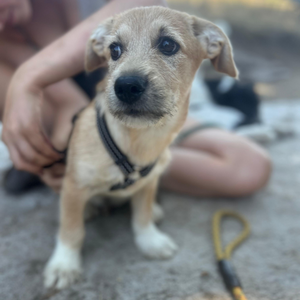 Adopter : KINOU