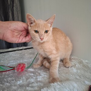 Adopter : Bagel