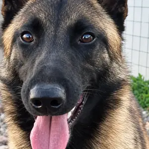 Adopter : Aîko 2