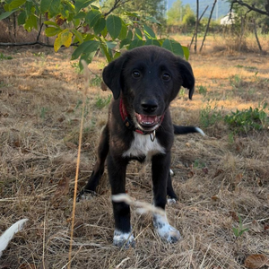 Adopter : NALA