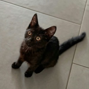 Adopter : BLACKY