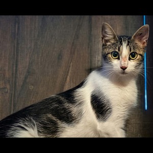 Adopter : Java