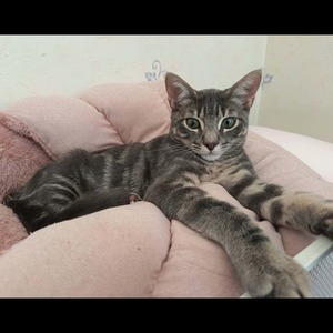 Adopter : Ghost