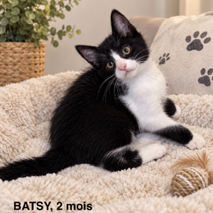 Adopter : Batsy