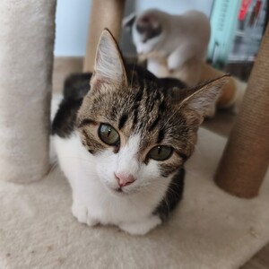Adopter : Fleur