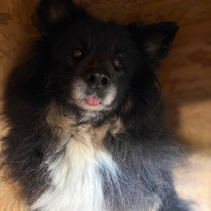 Adopter : INDY