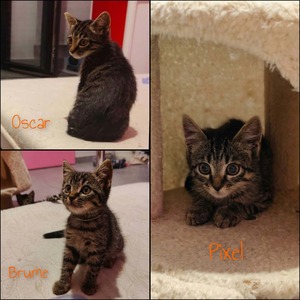 Adopter : Brume, Pixel et Oscar