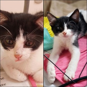 Adopter : Pixel & Poky