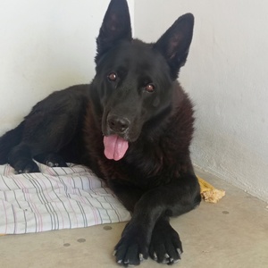 Adopter : Fox