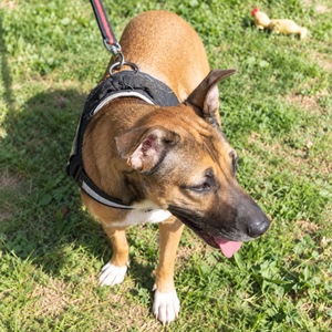 Adopter : Mia