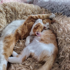 Adopter : Aurore 