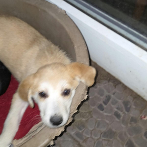Adopter : Scarlett