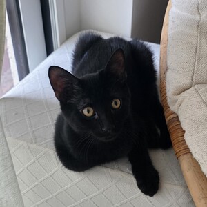 Adopter : Naiko