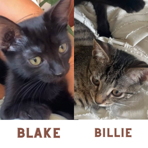 Adopter : BLAKE ET BILLIE 