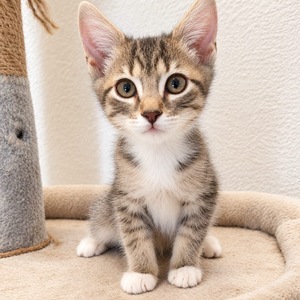 Adopter : Tigris
