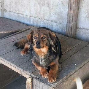 Adopter : Enza