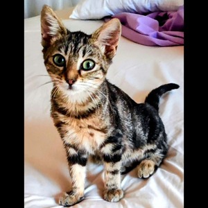Adopter : Lilou