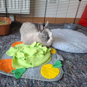 Adopter : Tulsi