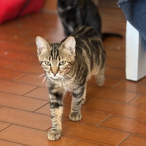 Adopter : Lili