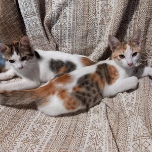 Adopter : ASHLEY & IRENA