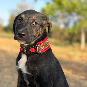 Adopter : ZOOMIE