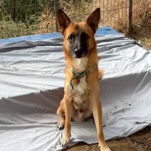 Adopter : Rex