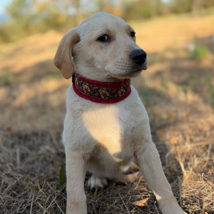 Adopter : MACELA