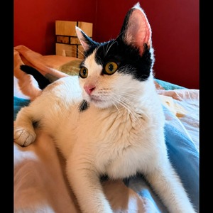 Adopter : MISHIMA