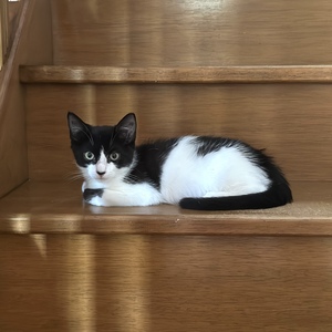 Adopter : Pépito