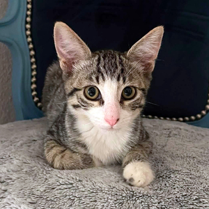 Adopter : OLYMPE