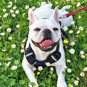 Adopter : Perle 