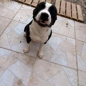 Adopter : Aya