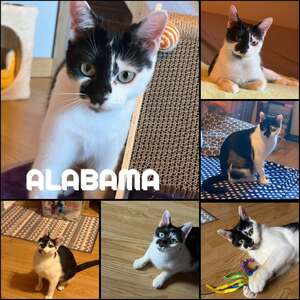 Adopter : Alabama