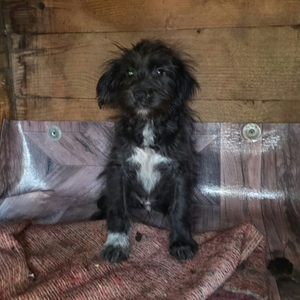 Adopter : Oreo