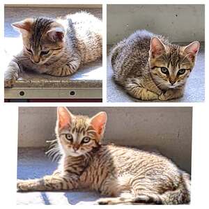 Adopter : KARI - MIRA -SILA