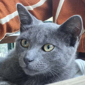Adopter : Boliwood