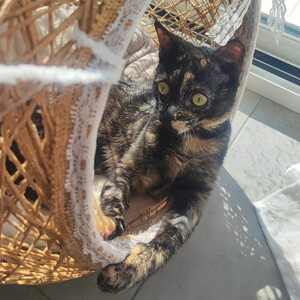 Adopter : Merveille