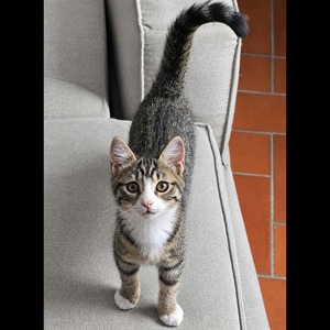 Adopter : Plume