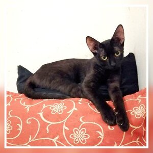 Adopter : Amelie