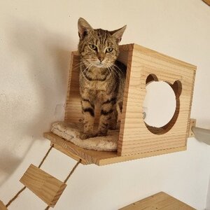 Adopter : Bulma