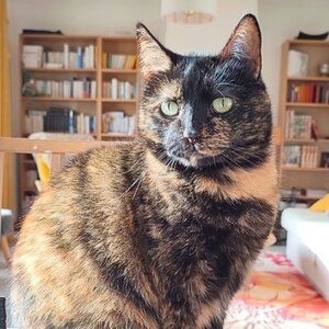 Adopter : Tiwaz