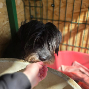 Adopter : Anna