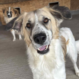 Adopter : Beryl