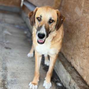 Adopter : Mari
