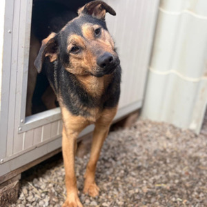 Adopter : Nahari