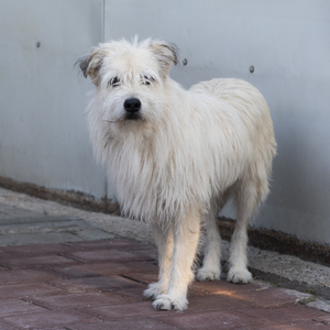Adopter : Talia