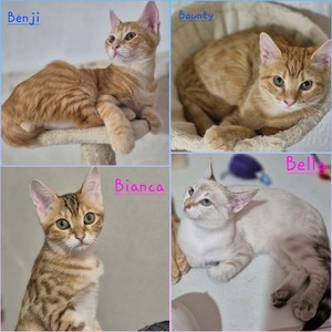 Adopter : Bounty, Bella, Bianca et Benji
