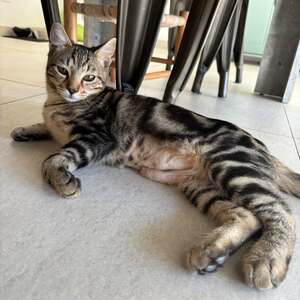 Adopter : Leo