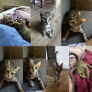 Adopter : Pokus