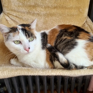 Adopter : Astrid 